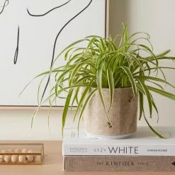 Dunelm Ceramic Bee Plant Pot