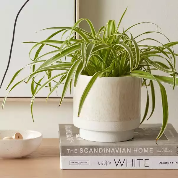 Dorma Purity Plant Pot Cream 15cm 1 Dorma Purity Plant Pot Cream 15cm