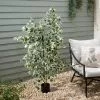 Dunelm Variegated Ficus Tree 155cm