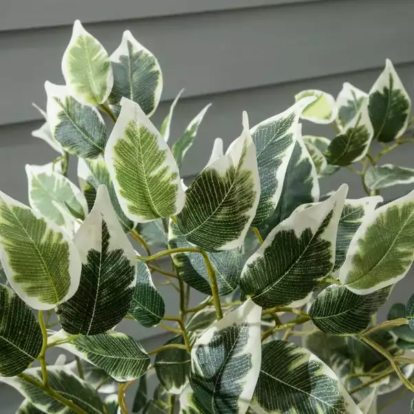 Dunelm Variegated Ficus Tree 155cm 2 Dunelm Variegated Ficus Tree 155cm - Image 2