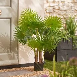 Dunelm Fan Palm Tree 100cm