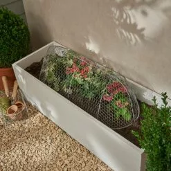 Churchgate Long Plant Cloche